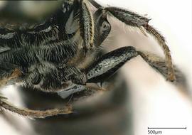   Ceratina sp.  teeth. photo: Chelsey Ritner 
